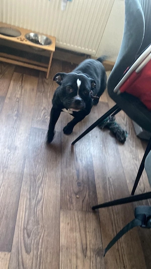 new english bulldog 