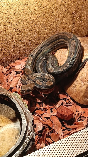 Boa Constrictor Imperator 