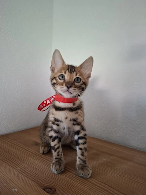 Reinrassige Bengalkitten