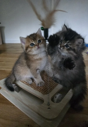 Britisch Kurzhaar (BKH) & Britisch Langhaar (BLH) Golden Shaded Kitten suchen ein liebevolles Zuhaus