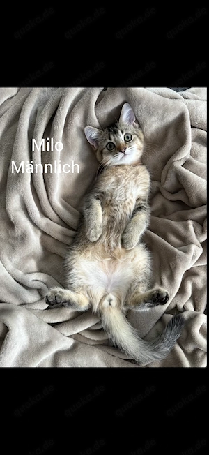 Drei süße Babykatzen suchen ein liebevolles Zuhause  