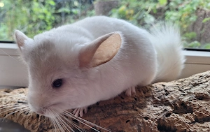 2 Chinchillajungweibchen 4 Monate alt