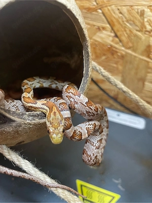 Pantherophis guttatus ( classic Wildtyp Wildform mit teilweise bloodred ) Kornnatter NZ 2025 