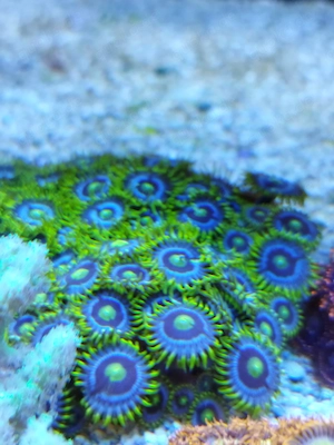 Meerwasser- Korallenableger Zoanthus, Sinularia Neon Green, Scheibenanemonen
