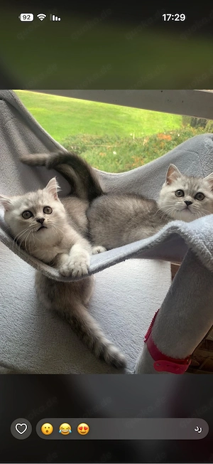 Babykatzen