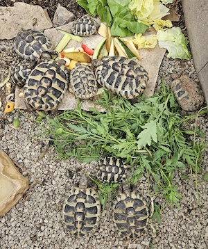 Griechische Landschildkröten, testudo hermanni