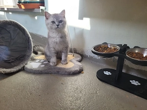 katzenbaby