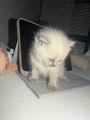 Süße kitten