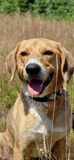 Unser Toffee   ein Hund mit erhöhtem Führungsbedarf - sucht fachlich stabiles Umfeld