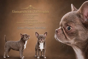 Suche Chihuahua Deckrüden mit Schokonase ZTP und Ahnentafel 