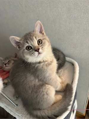 Britisch Kurzhaar Reinrassige Kitten suchen neues Zuhause