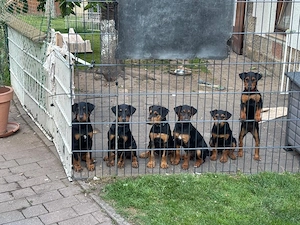 Heideterrier