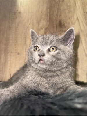 britisch kurzhaar kitten 