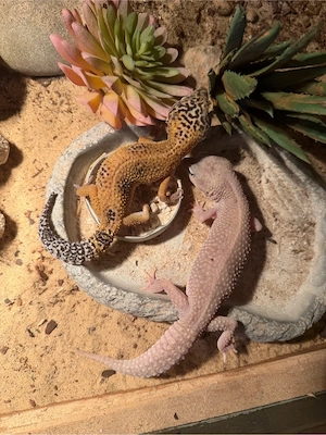 2 Leopardgecko Weibchen 