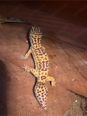 Leopardgecko Männchen 