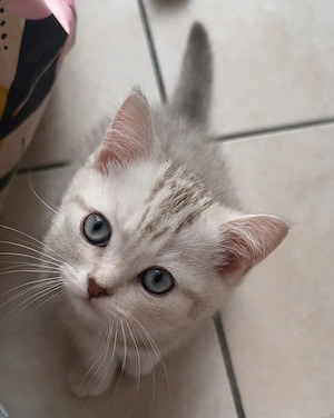 Wunderschöne BKH-Kitten suchen ab sofort ein liebevolles Zuhause