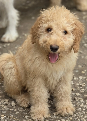 Goldendoodle Golden Retriever Pudel  Doodle