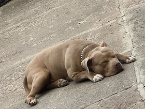 American Bully Rüde