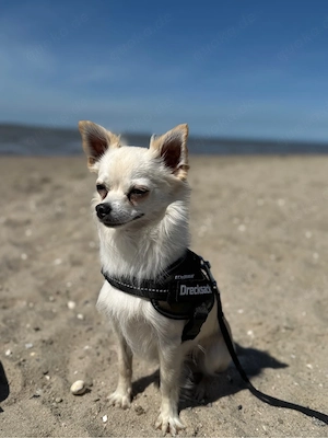 Deckrüde Chihuahua 