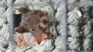 Eichhörnchenbaby   weiblich