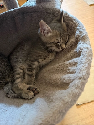Main coon Mix 