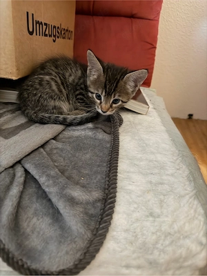 Main coon Mix 
