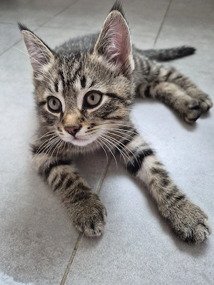 Katze Katzenbaby Kitten Babykatze Kätzchen BKH-Mix