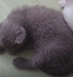BKH Kleine Maus 