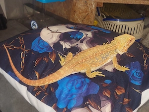Bartagame Citrus rot Orange  Bild 10