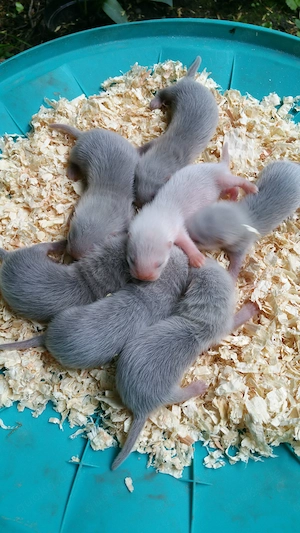 Junge Jagd Frettchen abzugeben 