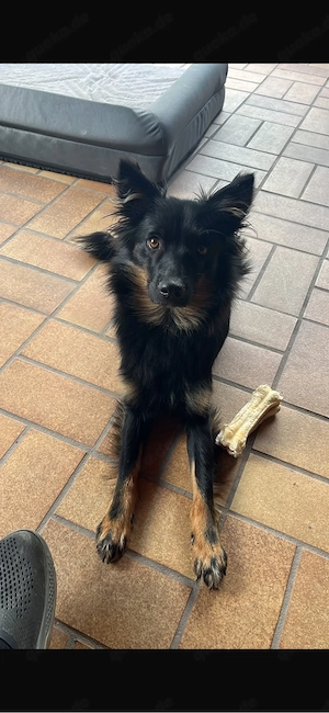 DRINGEND !! Liebevolle Australien Shepherd Border Colli Mix Hündin sucht ein liebes Zuhause ! :) 