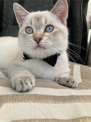 Wundervoller BKH Katerchen in Blue Tabby Point ist abgabebereit!