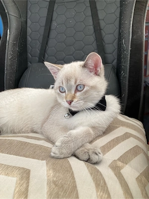 Wundervoller BKH Katerchen in Blue Tabby Point ist abgabebereit!