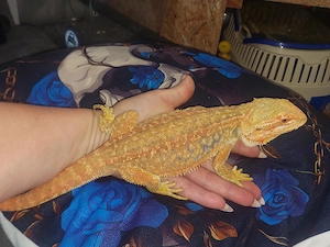 Bartagame Citrus rot Orange  Bild 2