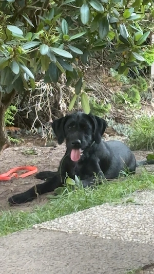 DACHS   deutsch drahthaar schnauzer welpe 