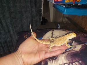 Bartagame Citrus rot Orange  Bild 8