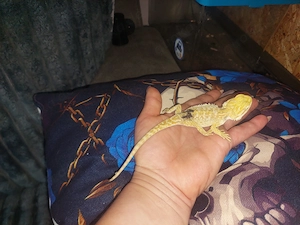 Bartagame Citrus rot Orange  Bild 6