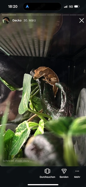 Kronengecko mit Terrarium