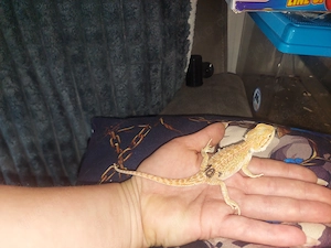 Bartagame Citrus rot Orange  Bild 4