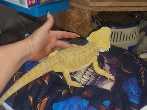 Bartagame Citrus rot Orange  Bild 9