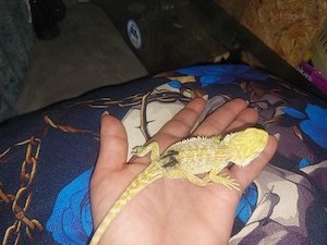 Bartagame Citrus rot Orange  Bild 5