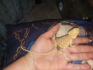 Bartagame Citrus rot Orange  Bild 3