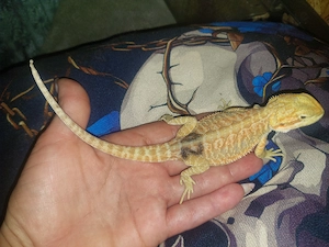 Bartagame Citrus rot Orange  Bild 7