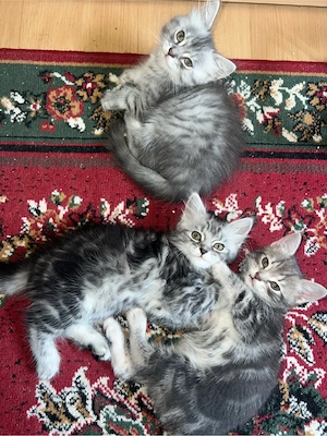 Katzen Babys Absofort