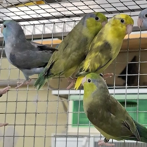 Blaugenick Sperlingspapagein 