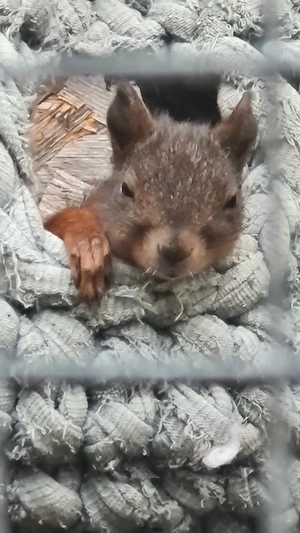 Eichhörnchenbaby   weiblich