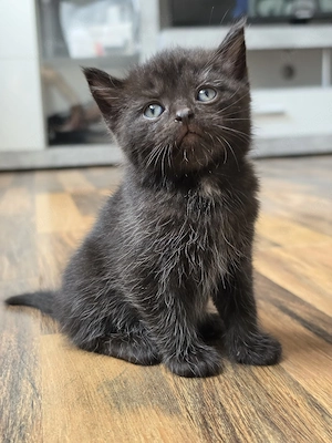 Süße BKH-Mix Kitten abzugeben