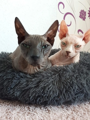 Zwei Traumkater suchen 