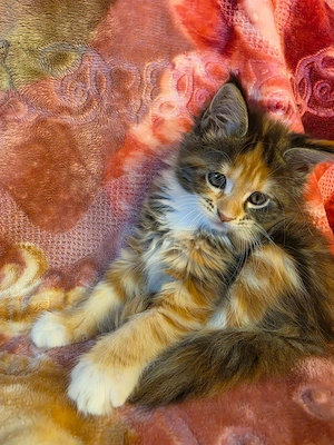 Maine Coon Kitten Kater m. Stammbaum