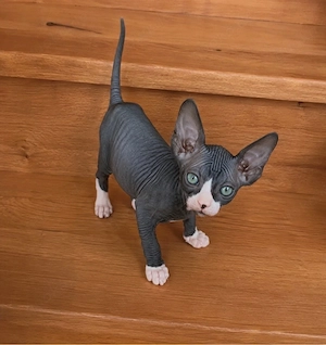 SUCHE Sphynx-Mädchen
